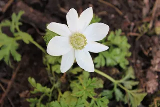 海葵, 花, 白, 多年生植物, 在花, 花园, 植物, 花的