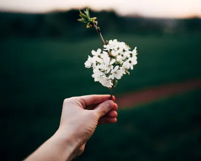 拿着花的人,手,花,花,植物,自然,模糊,人的手 拿着花的人,手,花,花,植物,自然,模糊,人的手