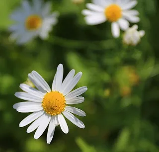 洋甘菊，花，雏菊，夏天，白色的花，花，田野的花，白色的