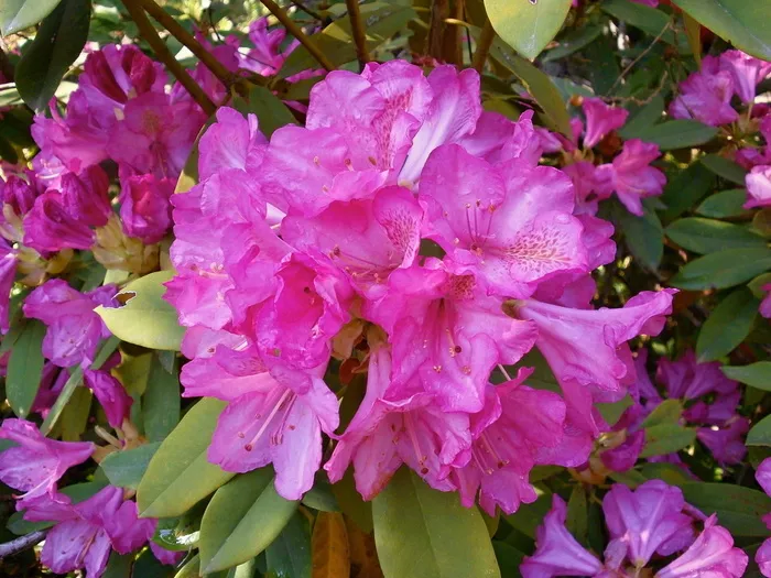 杜鹃花，杜鹃花，杜鹃花科，春花，粉色花，自然，植物，叶子