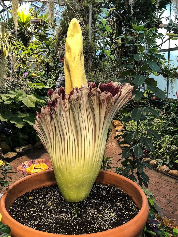 亚利桑那州图森市图森植物园盛开的魔芋尸花
