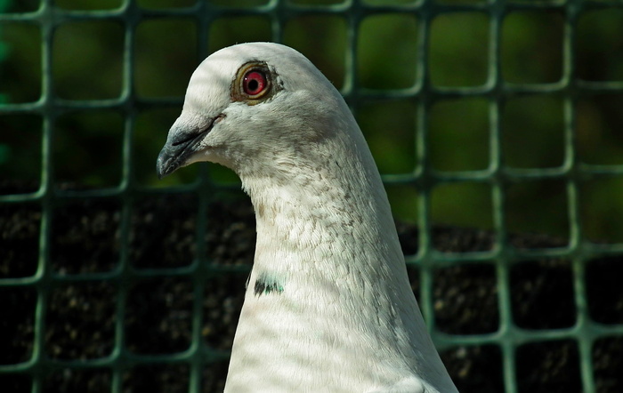 鸟，鸽子，白色，邮政编码，钢笔，肖像，自然，动物主题