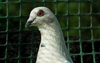 鸟，鸽子，白色，邮政编码，钢笔，肖像，自然，动物主题