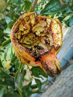 石榴，水果，食用，植物，特写，食品和饮料，关注前景，腐烂