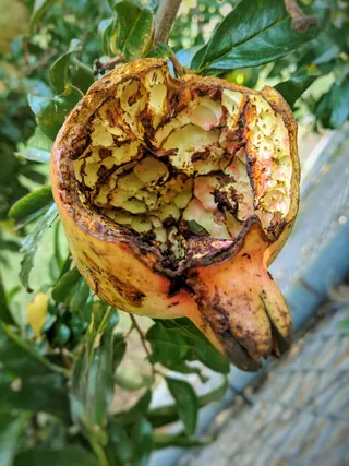 石榴，水果，食用，植物，特写，食品和饮料，关注前景，腐烂