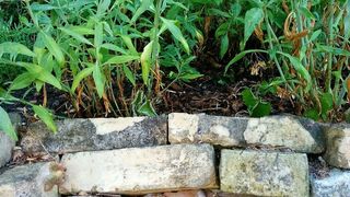 干墙、花园、植物、生长、自然、无人、白天、绿色