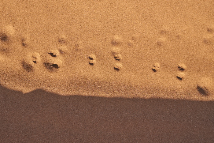 棕色和黑色区域地毯