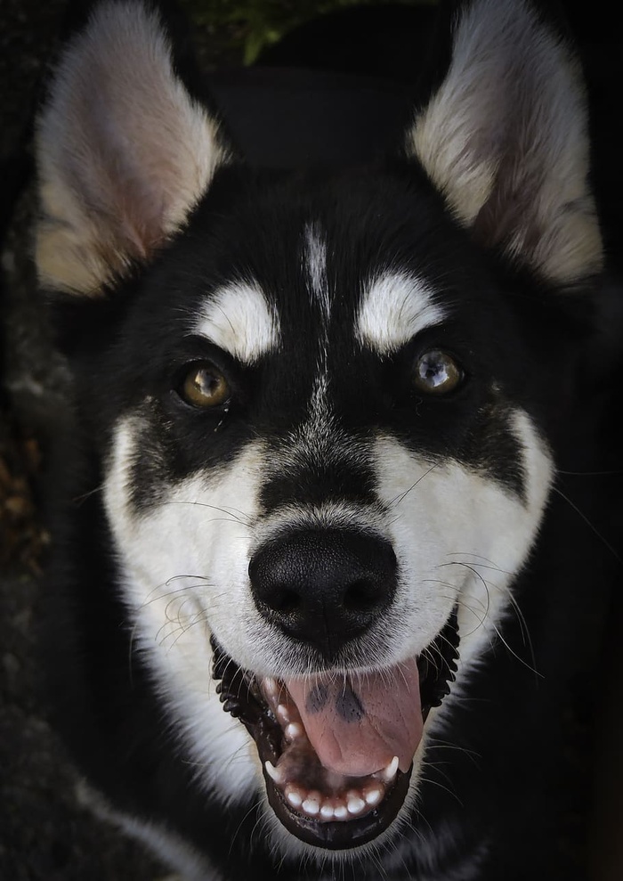 黑白西伯利亚哈士奇特写照片