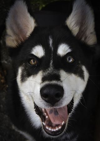 黑白西伯利亚哈士奇特写照片