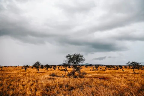 树木的标志性摄影