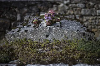 法国, 罗什福尔-en-yvelines, 公墓, 地衣, 墓, 鲜花, 粘土, 十字架