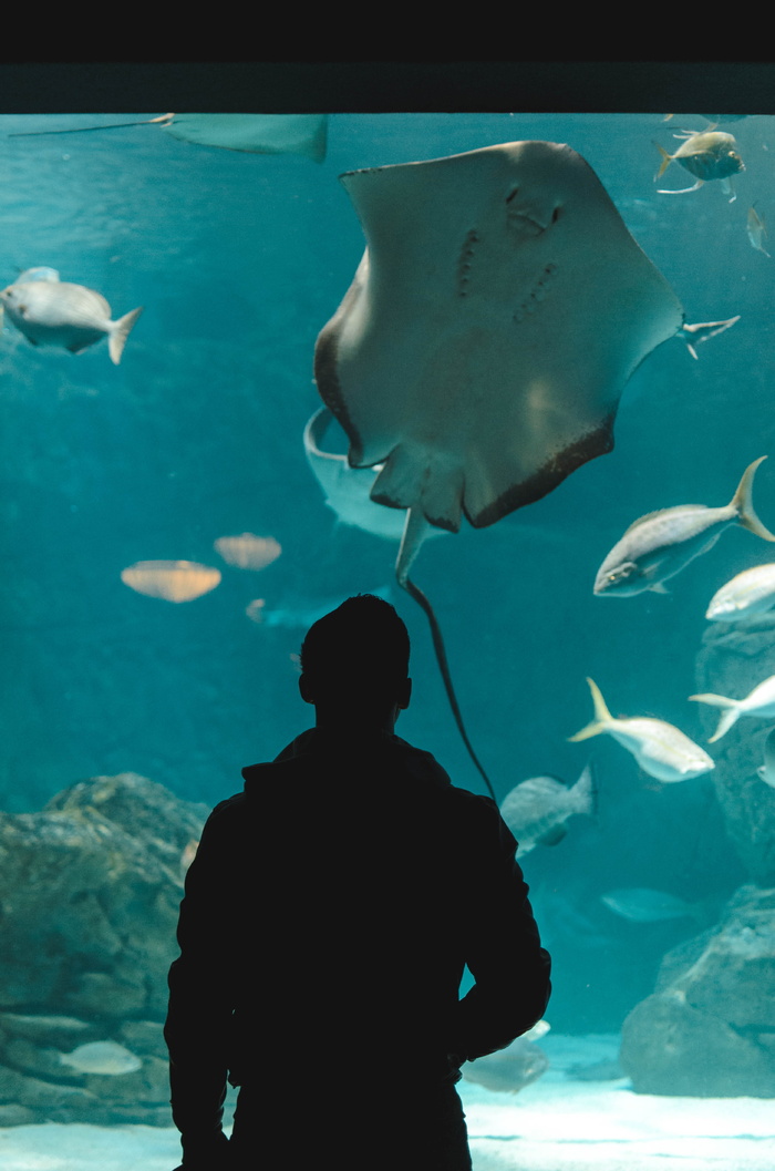 水，人，人，水生，鱼，水族馆，动物，海洋生物