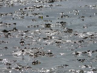 瓦茨, 瓦登海, 北海, 石里克, 沙, 水, 光泽度, 闪光的