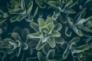 绿叶植物的平面摄影