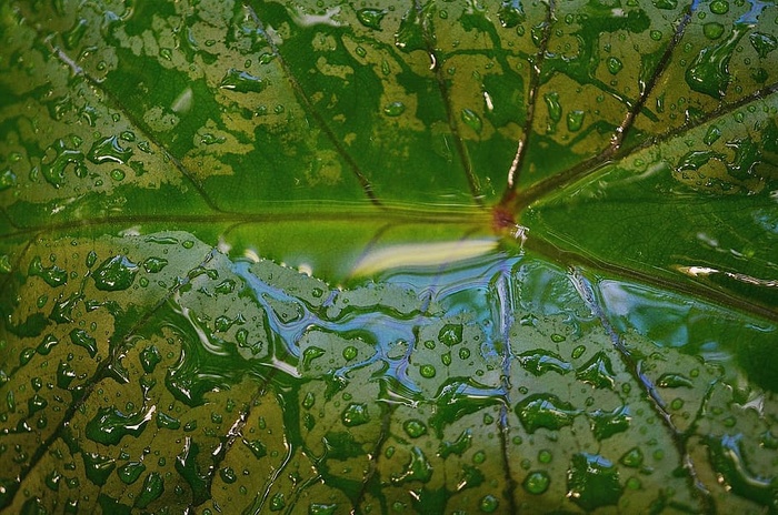 树叶，五颜六色，绿色，宏观，自然，水滴，水滴，雨滴