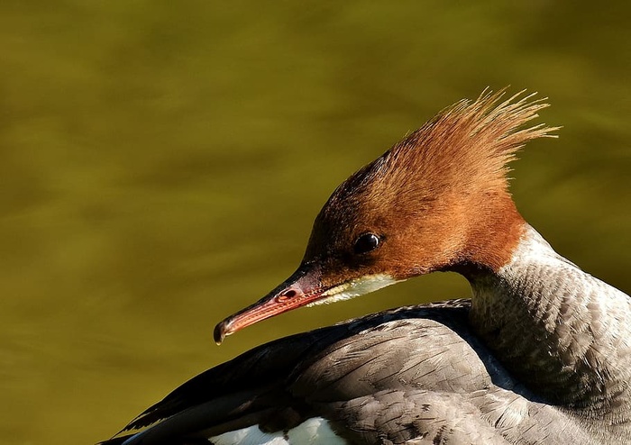 merganser，mergus merganser，鸭鸟，鸭，雄性，德雷克，水鸟，动物