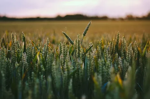 选择性，聚焦摄影，绿色，叶子植物，植物，草，植物，田野