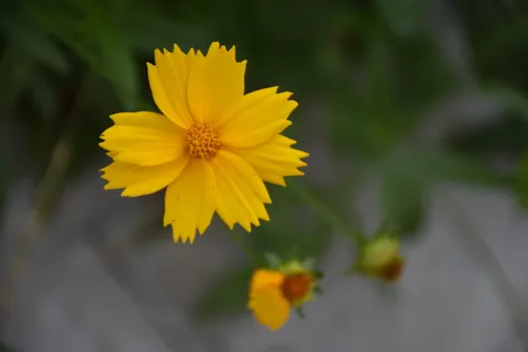 花,小黄花,夏天,开花植物,黄色,新鲜,脆弱,花瓣 花,小黄花,夏天,开花植物,黄色,新鲜,脆弱,花瓣