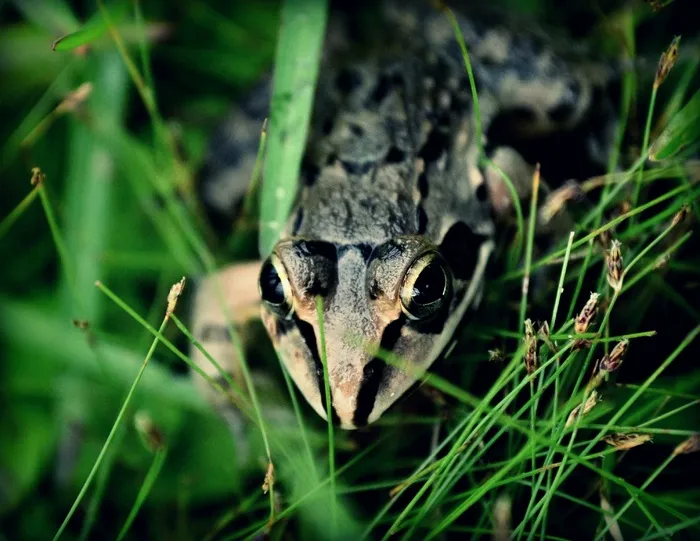 青蛙，生态系统，生态，单一动物，动物主题，动物，野生动物，野生动物
