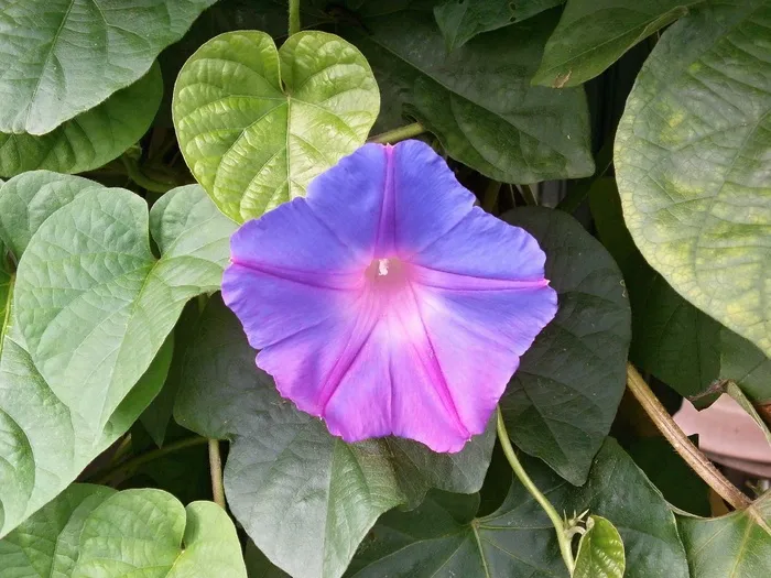 牵牛花，蓝色花朵，植物，花朵，开花植物，自然之美，植物部分，新鲜度