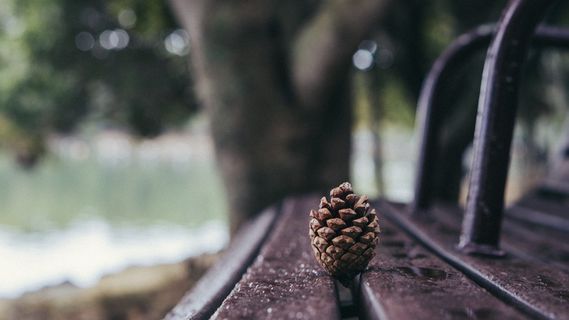 棕色木凳上的棕色松果