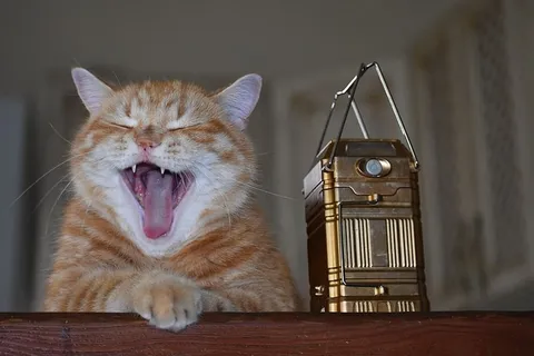 猫，红头发，家，亲爱的，宠物，可爱的，动物，肖像