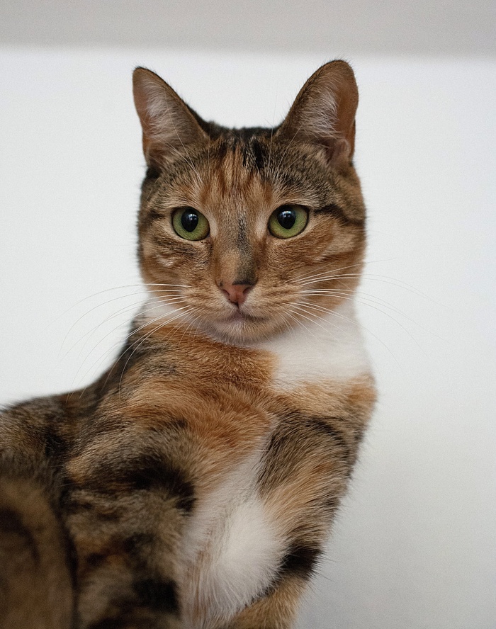猫，斑猫，小猫，甜甜的，动物伴侣，毛皮，可爱，顽皮