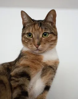猫,斑猫,小猫,甜甜的,动物伴侣,毛皮,可爱,顽皮 猫,斑猫,小猫,甜甜的,动物伴侣,毛皮,可爱,顽皮