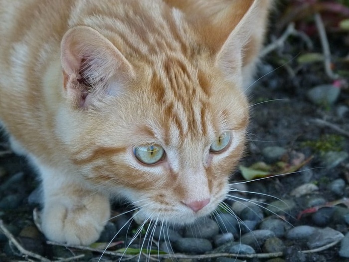 猫，红色，红色猫，宠物，家猫，猫，动物主题，哺乳动物