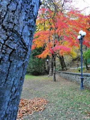 乔治亚州，borjomi，borjomi*公园，树叶，秋天，彩色，旅行，树