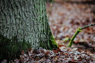 在秋天的森林里散步