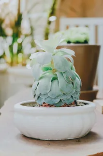 白色花盆中的绿色多汁植物 白色花盆中的绿色多汁植物