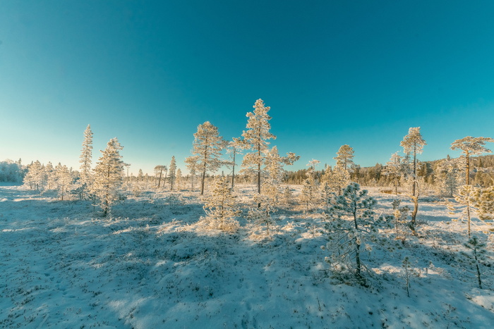 晴空雪林景观摄影