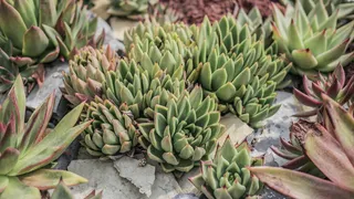 白天生长的肉质植物