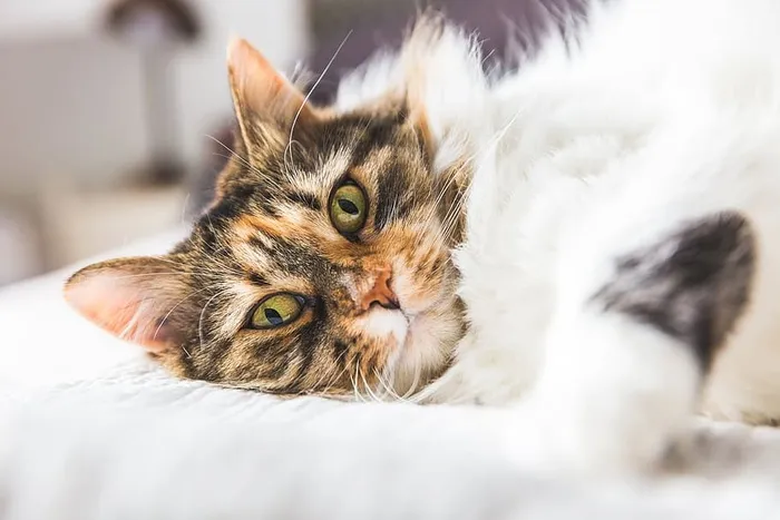 猫侧躺在床上的照片