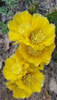 仙人掌花，花，花，沙漠，花，仙人掌，自然，多刺，开花