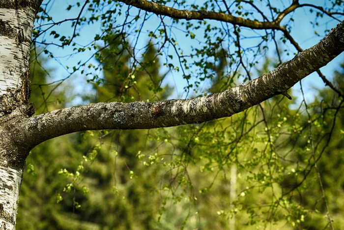 桦木, 分支, 树, 木材, 自然, 植物, 专注于前景, 增长
