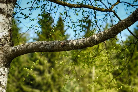 桦木, 分支, 树, 木材, 自然, 植物, 专注于前景, 增长