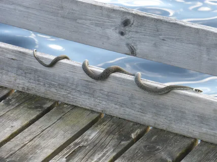 草蛇,危险,阳光,蛇,非危险,木质材料,无人,户外 草蛇,危险,阳光,蛇,非危险,木质材料,无人,户外