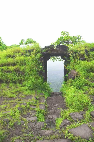 人，拍照，拍照，绿色，草，自然，树叶，岩石