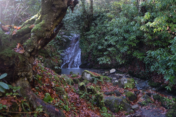 自然, 木纤维板, 树, 叶子, 黑叶藻类, 植物, 森林, 增长