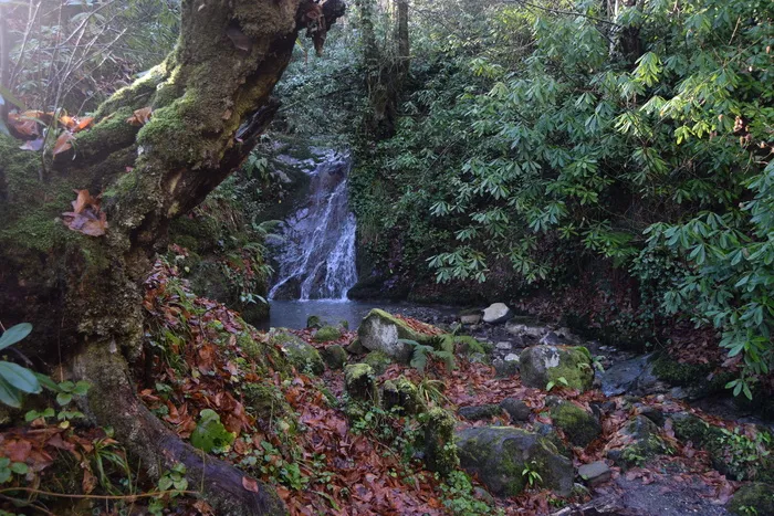 自然, 木纤维板, 树, 叶子, 黑叶藻类, 植物, 森林, 增长