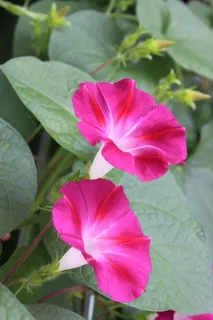 牵牛花,藤,花,开花植物,花,自然之美,植物,花瓣 牵牛花,藤,花,开花植物,花,自然之美,植物,花瓣