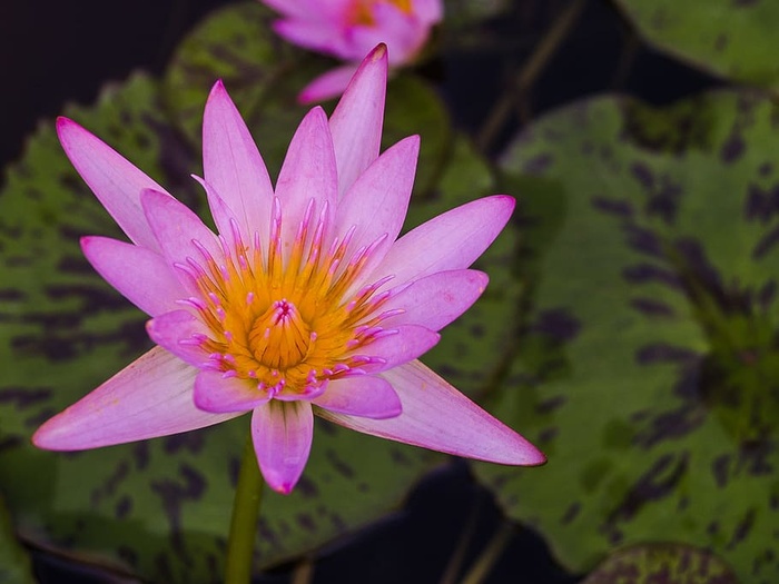 紫花