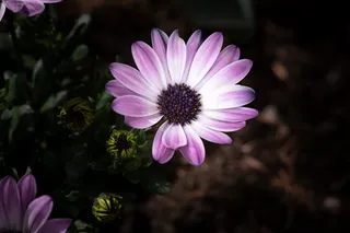 雏菊角、花朵、植物群、花园、特写、春天、自然、绽放