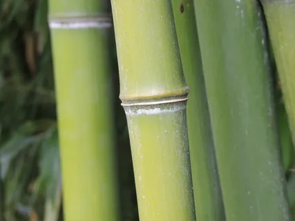 竹子,部落,绿色,森林,片段,绿色,竹子-植物,没有人 竹子,部落,绿色,森林,片段,绿色,竹子-植物,没有人