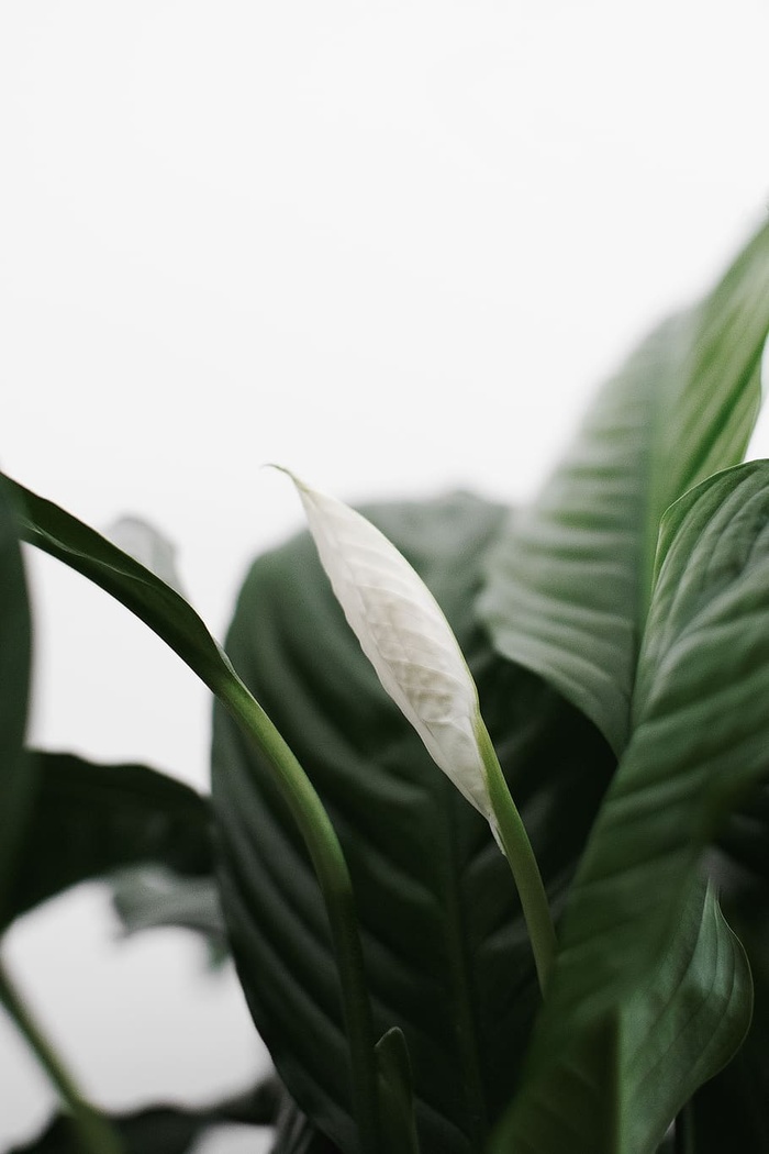 植物照片