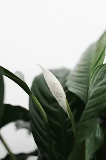 植物照片 植物照片