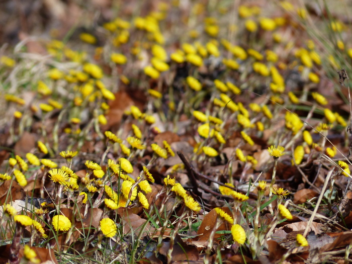 Tussilago Farfara, 花, 开花, 黄色, tussilago, 复合材料, 菊科