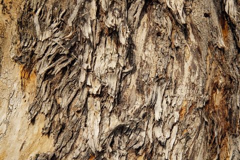 纹理、树木、木材、自然、树干、裂纹、图案、绿色